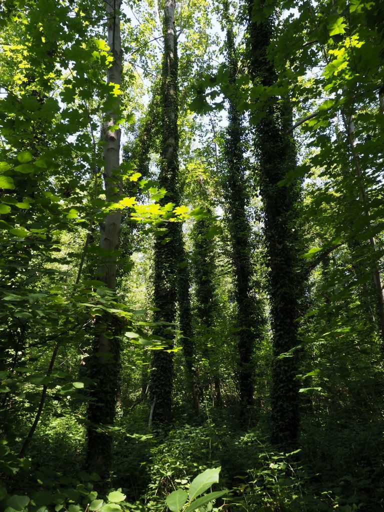 Cathies Paradies